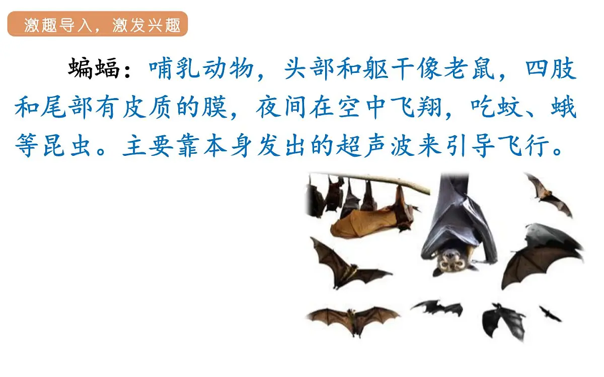 人教统编版25秋新教材小学四年级语文上册第二单元6.夜间飞行的秘密第一课时课件第3页