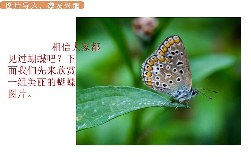 人教统编版25秋新教材小学四年级语文上册第二单元8.蝴蝶的家课件第3页