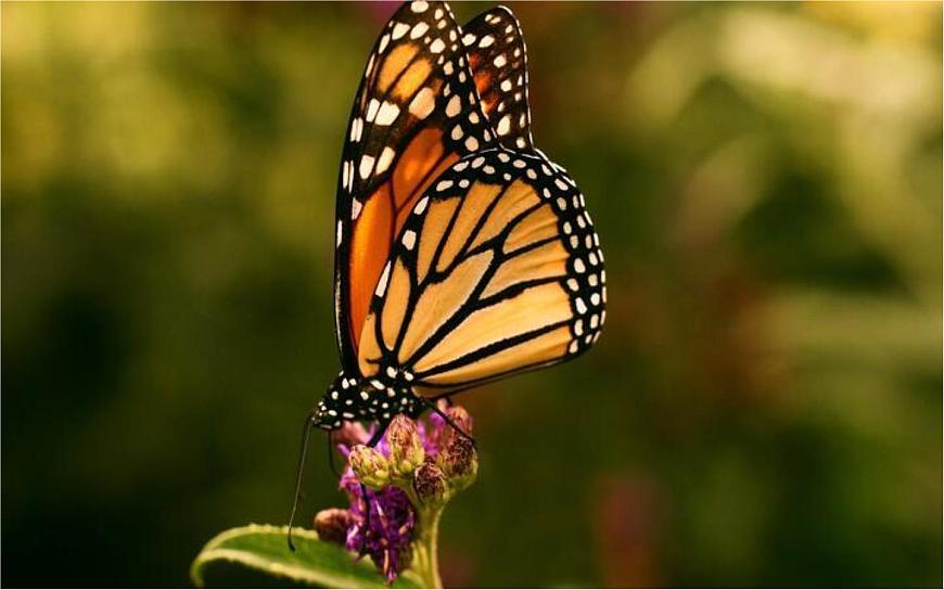 人教统编版25秋新教材小学四年级语文上册第二单元8.蝴蝶的家课件第5页