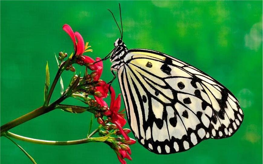 人教统编版25秋新教材小学四年级语文上册第二单元8.蝴蝶的家课件第6页