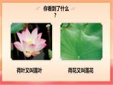 人教部編版（五四制）語文一年級上冊（2024） 閱讀2《江南》 課件