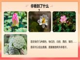 人教部編版（五四制）語文一年級上冊（2024） 閱讀2《江南》 課件