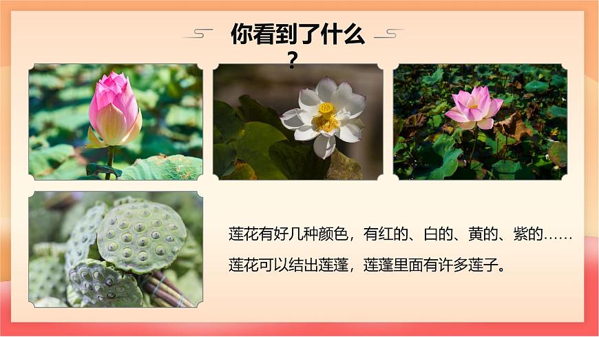 人教部编版（五四制）语文一年级上册（2024） 阅读2《江南》 课件第5页