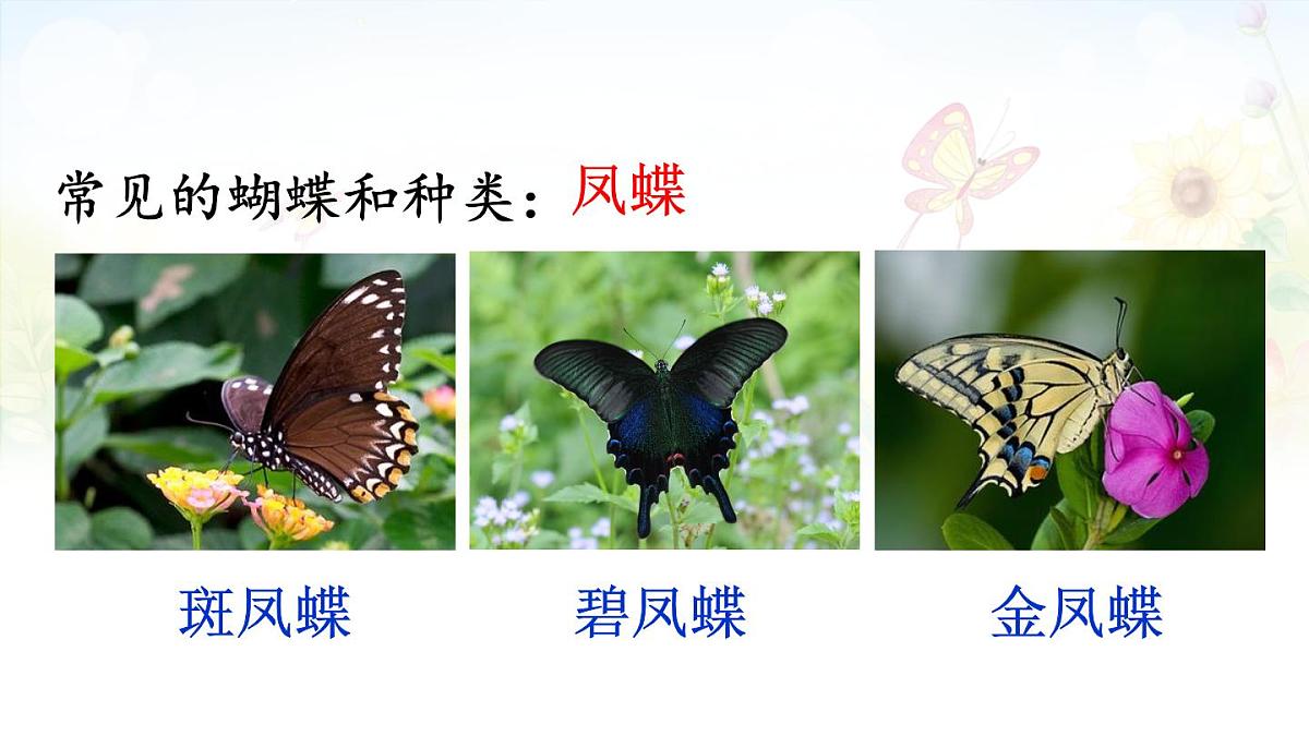 【24统编版】小学语文四年级上册第二单元8 蝴蝶的家课件第6页