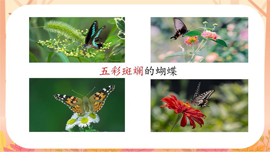 【课件】统编四上第2单元第8课《蝴蝶的家》第1页