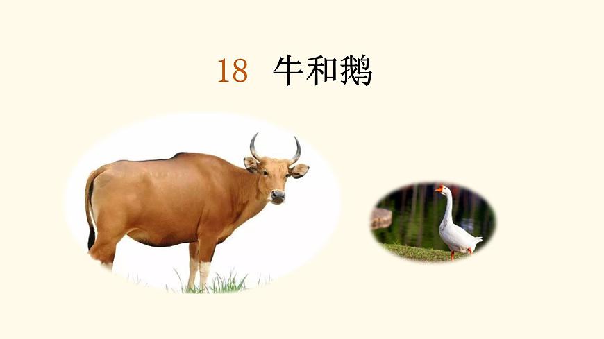 【课件】统编语文四上第6单元第18课《牛和鹅》第2页