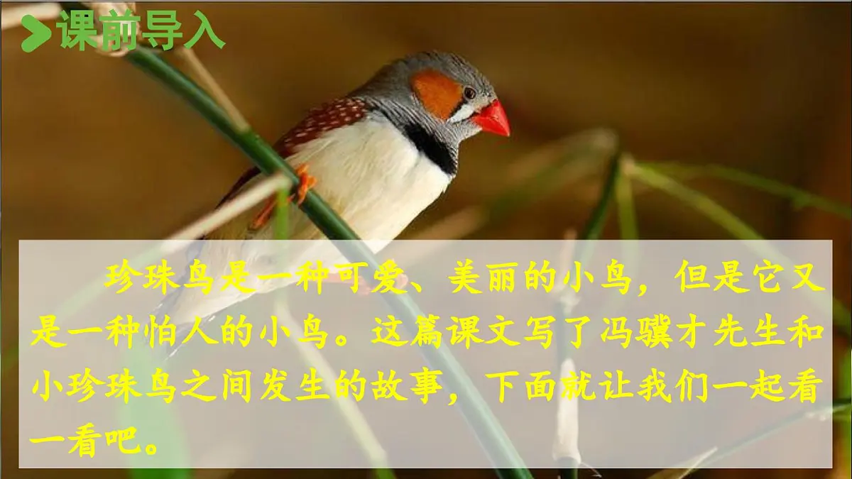 24人教统编版小学五年级语文上册第一单元4.珍珠鸟 课件第2页