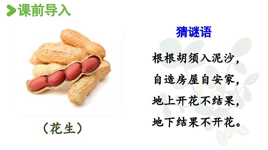 24人教统编版小学五年级语文上册第一单元2.落花生第1课时  课件第2页