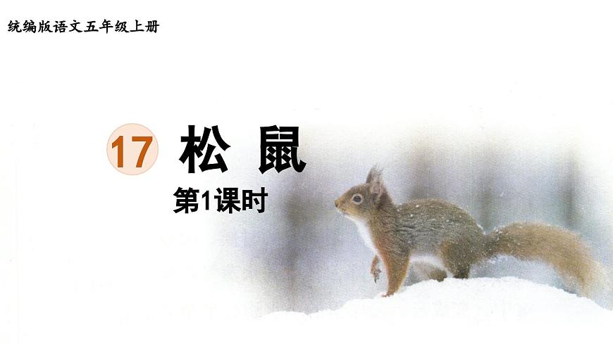 24人教统编版小学五年级语文上册第五单元17.松鼠第1课时  课件第1页