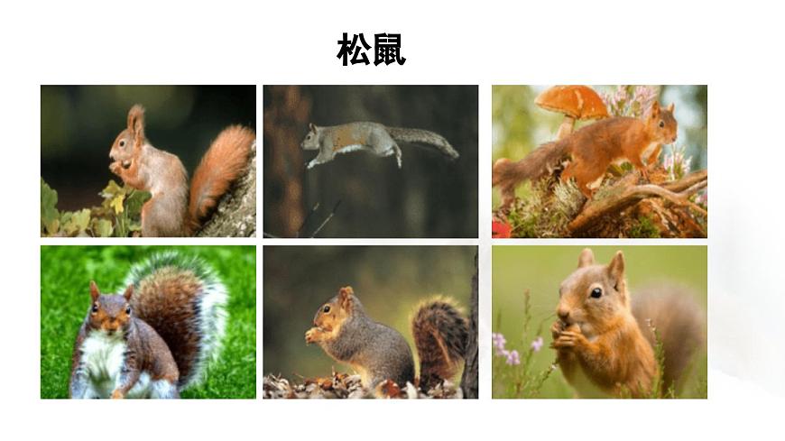 24人教统编版小学五年级语文上册第五单元17.松鼠第1课时  课件第4页