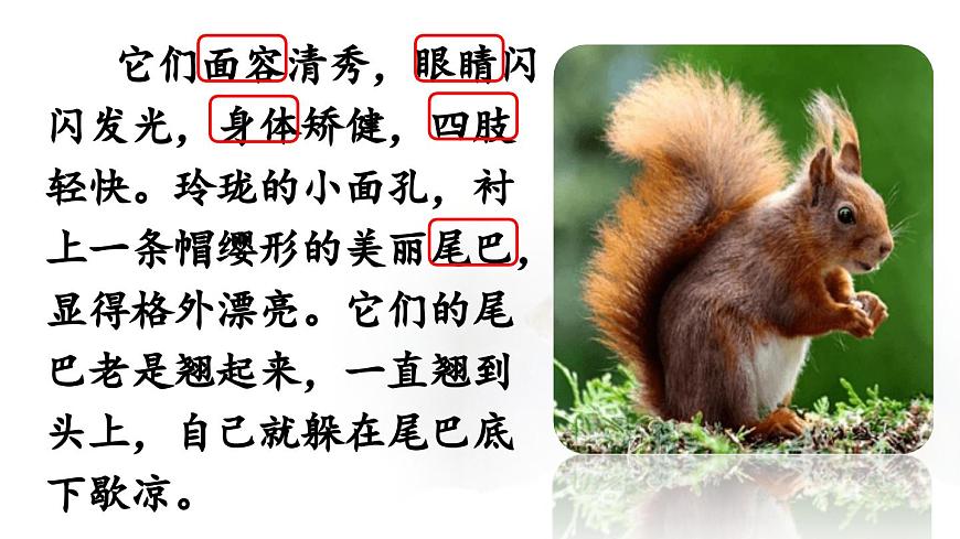 24人教统编版小学五年级语文上册第五单元17.松鼠第2课时  课件第5页
