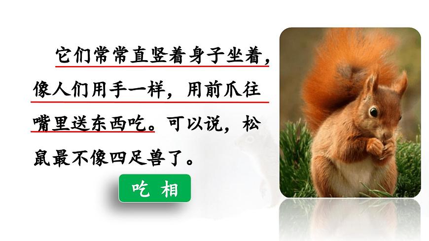 24人教统编版小学五年级语文上册第五单元17.松鼠第2课时  课件第6页