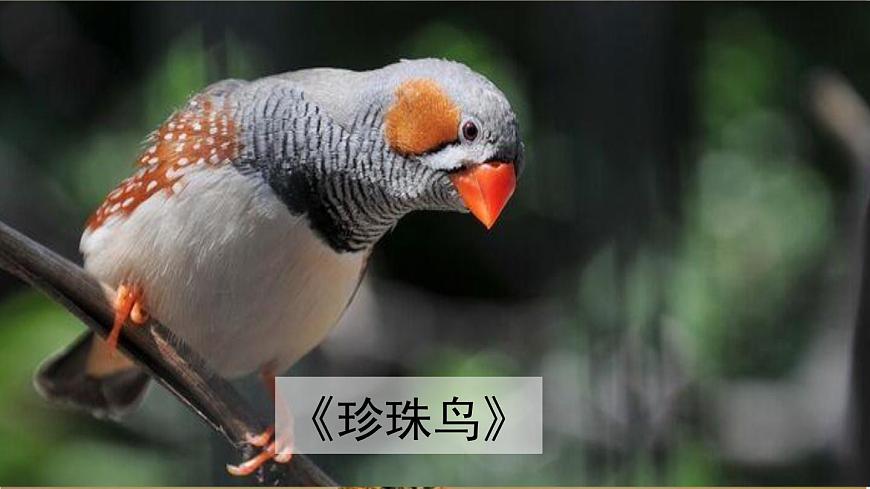 24人教统编版小学五年级语文上册第一单元语文园地第1课时  课件第6页