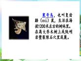 【核心素養(yǎng)】部編版小學(xué)語文二年級上冊12 寒號鳥-課件+教案+同步練習(xí)（含教學(xué)反思）
