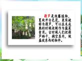 【核心素養(yǎng)】部編版小學(xué)語文二年級上冊13我要的是葫蘆-課件+教案+同步練習(xí)（含教學(xué)反思）
