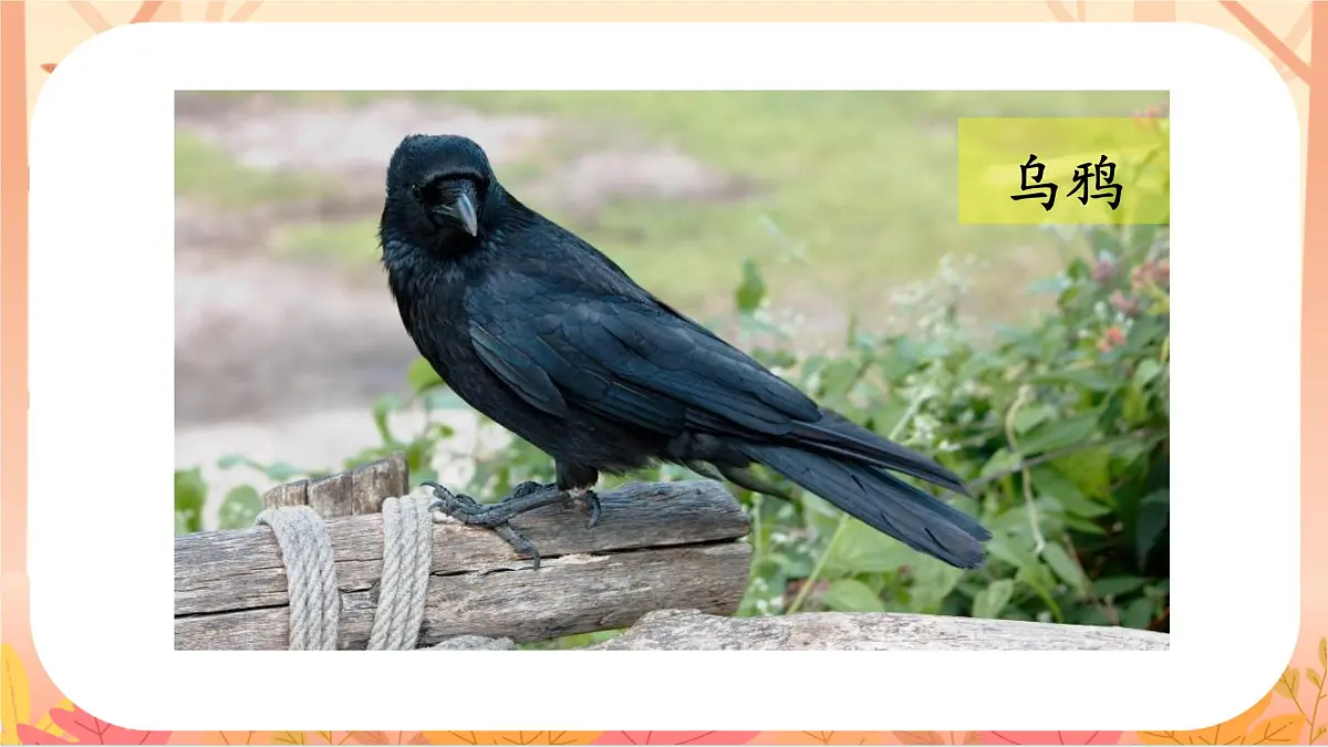 9.乌鸦喝水第3页