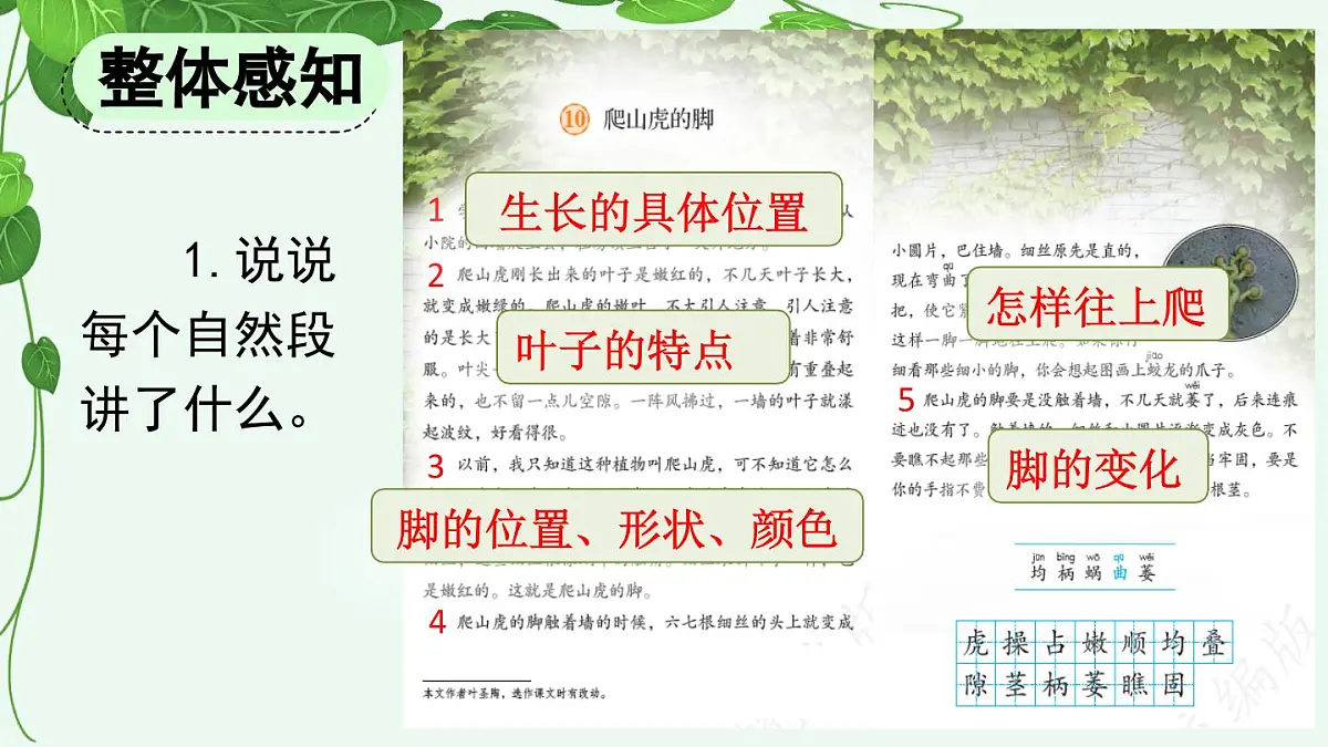 【统编版2025秋新教材】小学语文四年级上册第三单元-10 爬山虎的脚【精 华版】第5页