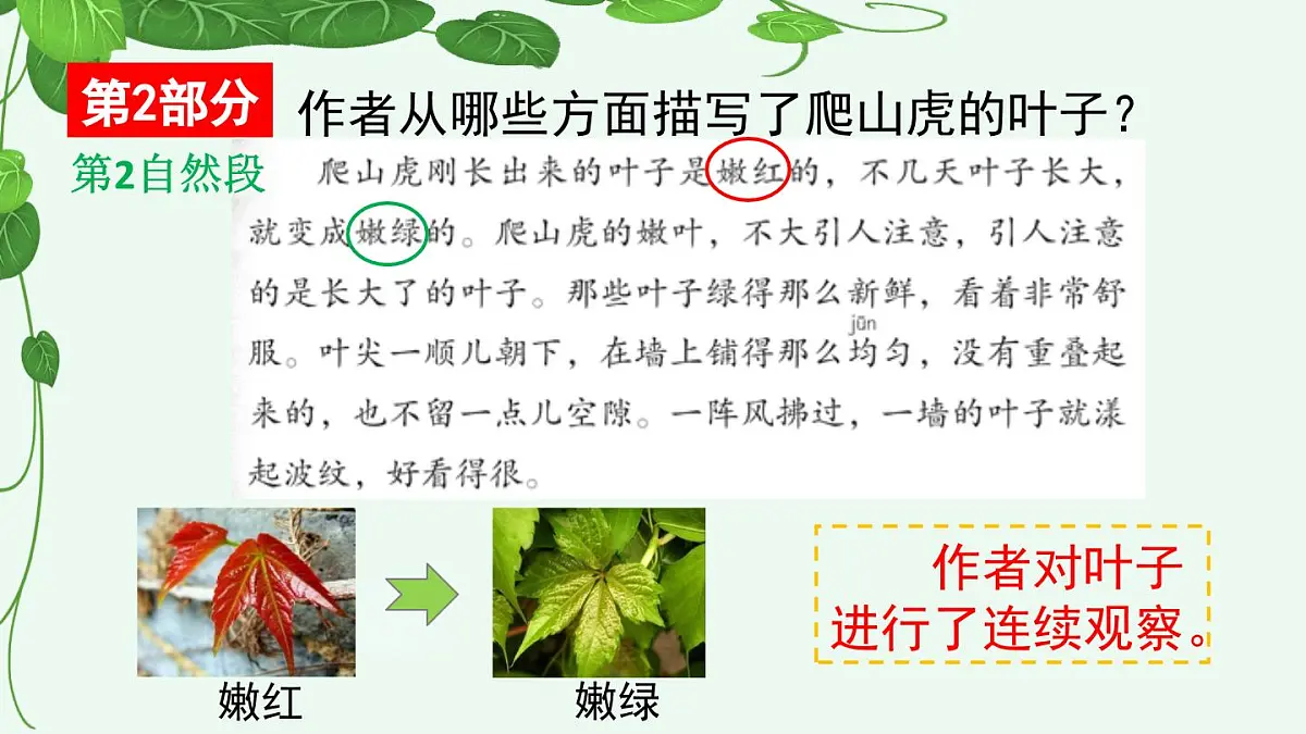 【统编版2025秋新教材】小学语文四年级上册第三单元-10 爬山虎的脚【精 华版】第8页