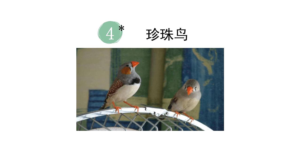 2024统编版-小学语文五年级上册第一单元4.珍珠鸟-教学课件第2页