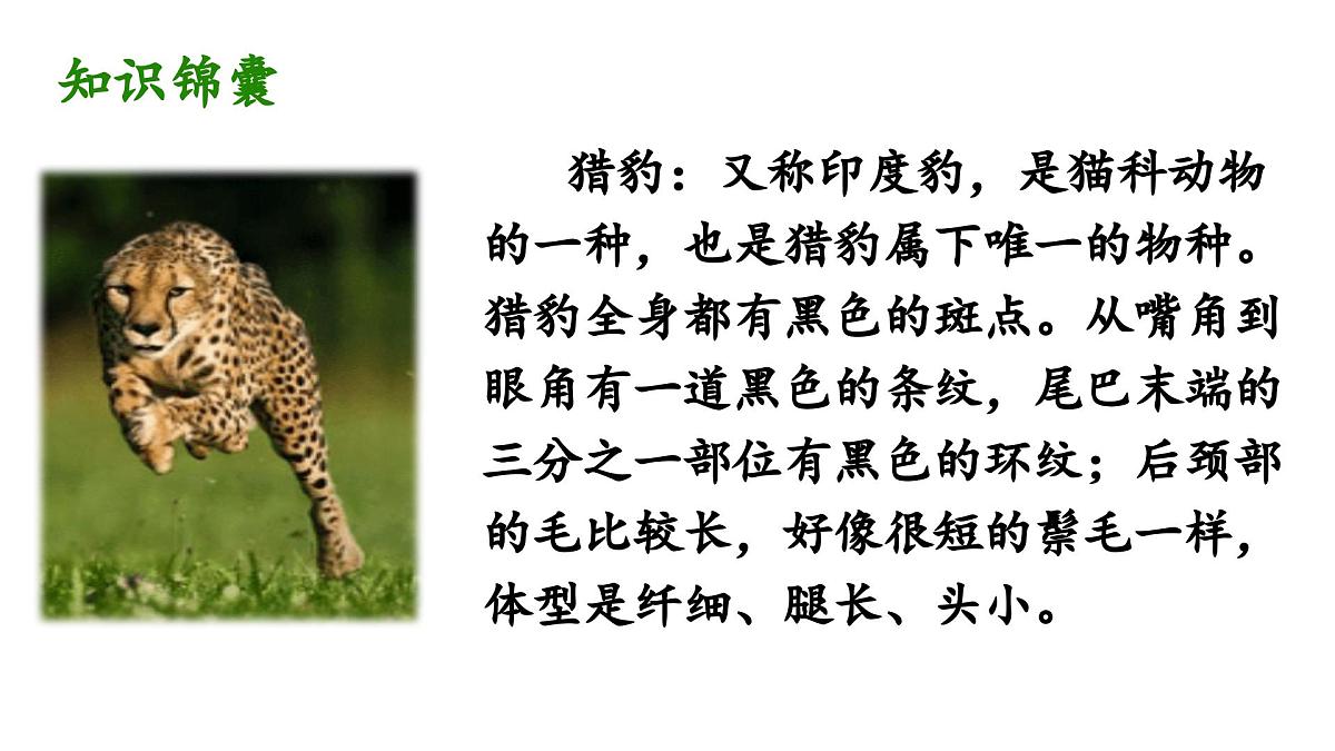 人教统编24版小学语文五年级上册第二单元7.什么比猎豹的速度更快课件第3页