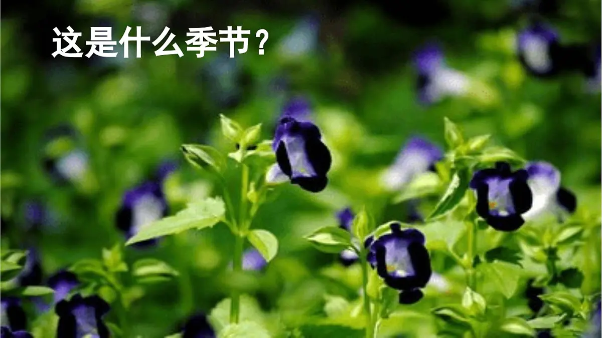 2024统编版小学语文六年级上册第五单元16《夏天里的成长》第1课时-教学课件第6页