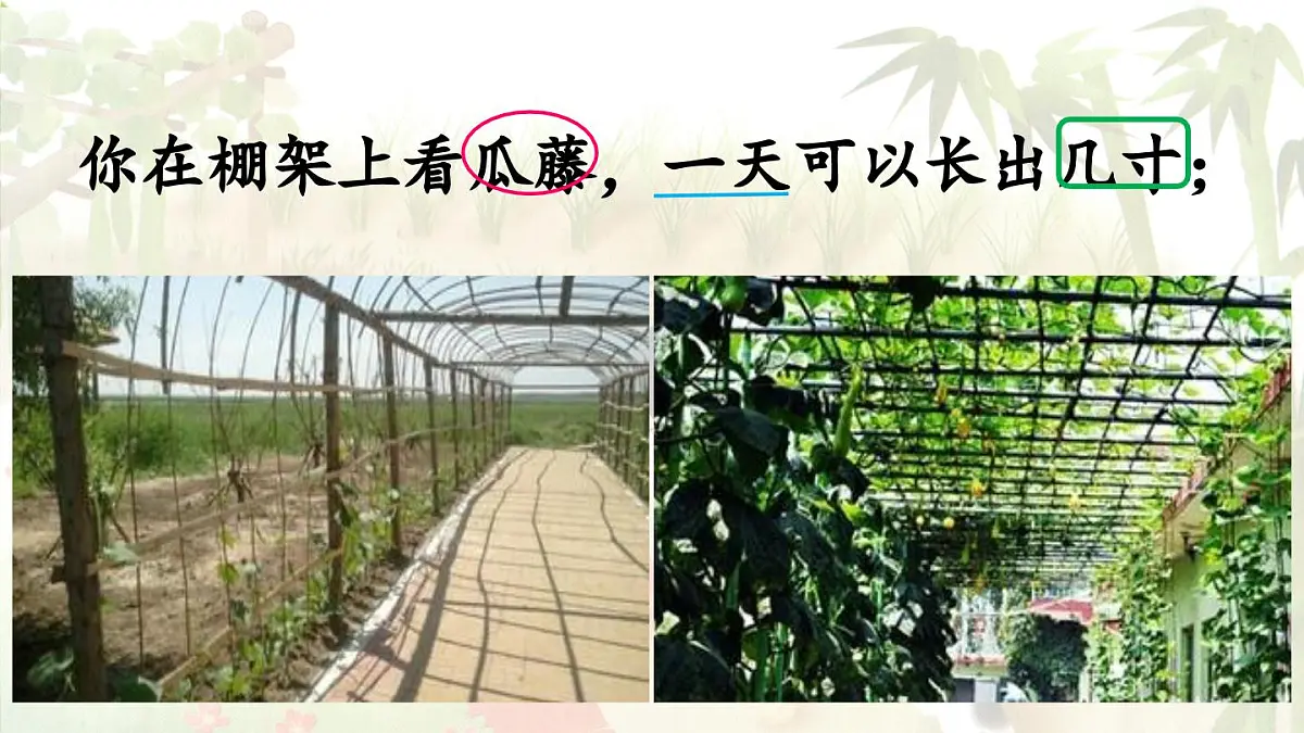 2024统编版小学语文六年级上册第五单元16《夏天里的成长》第2课时-教学课件第5页