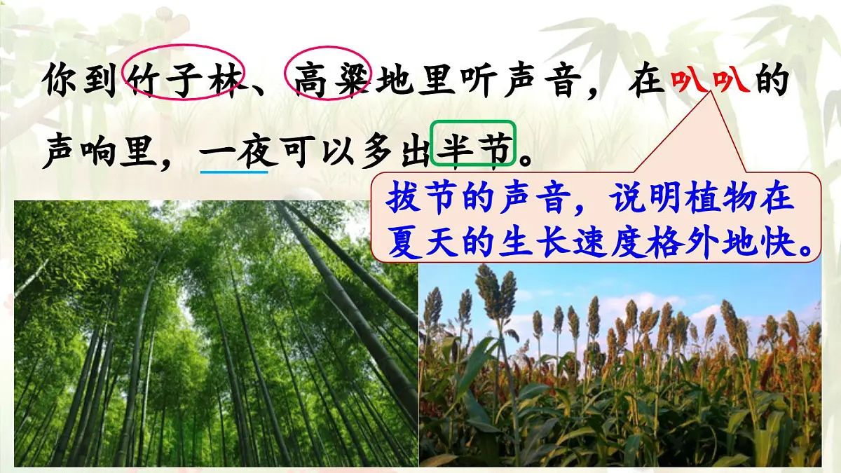 2024统编版小学语文六年级上册第五单元16《夏天里的成长》第2课时-教学课件第6页