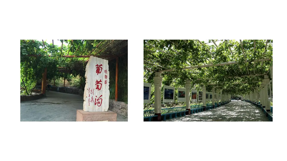 2025年统编版二年级语文上册 10.葡萄沟(课件)第4页