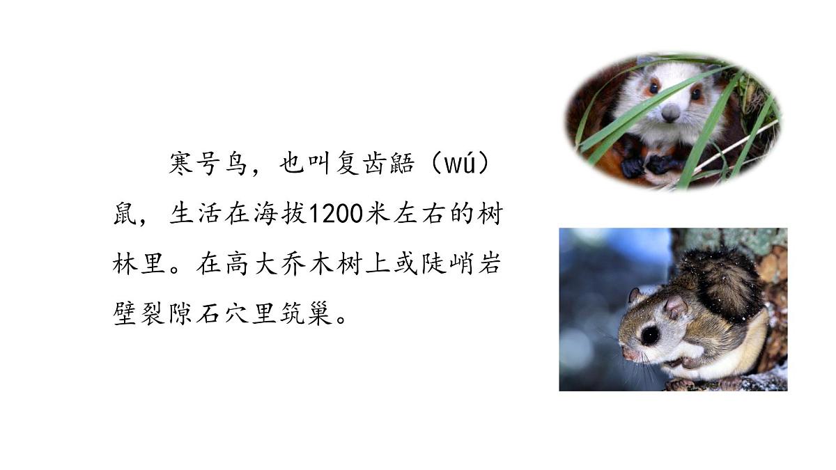 统编版语文二年级上册12.寒号鸟  课件第4页