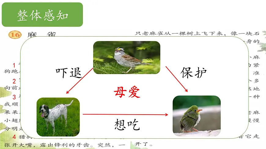 2025年秋统编版小学语文五年级上16.麻雀课件2课时第5页