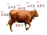 2025年秋統(tǒng)編版小學(xué)語(yǔ)文四年級(jí)上18.牛和鵝課件2課時(shí)