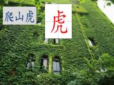 2025年秋統(tǒng)編版小學語文四年級上10.爬山虎的腳課件2課時