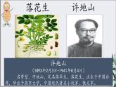 2025年秋統(tǒng)編版小學(xué)語(yǔ)文五年級(jí)上冊(cè)2.落花生課件2課時(shí)