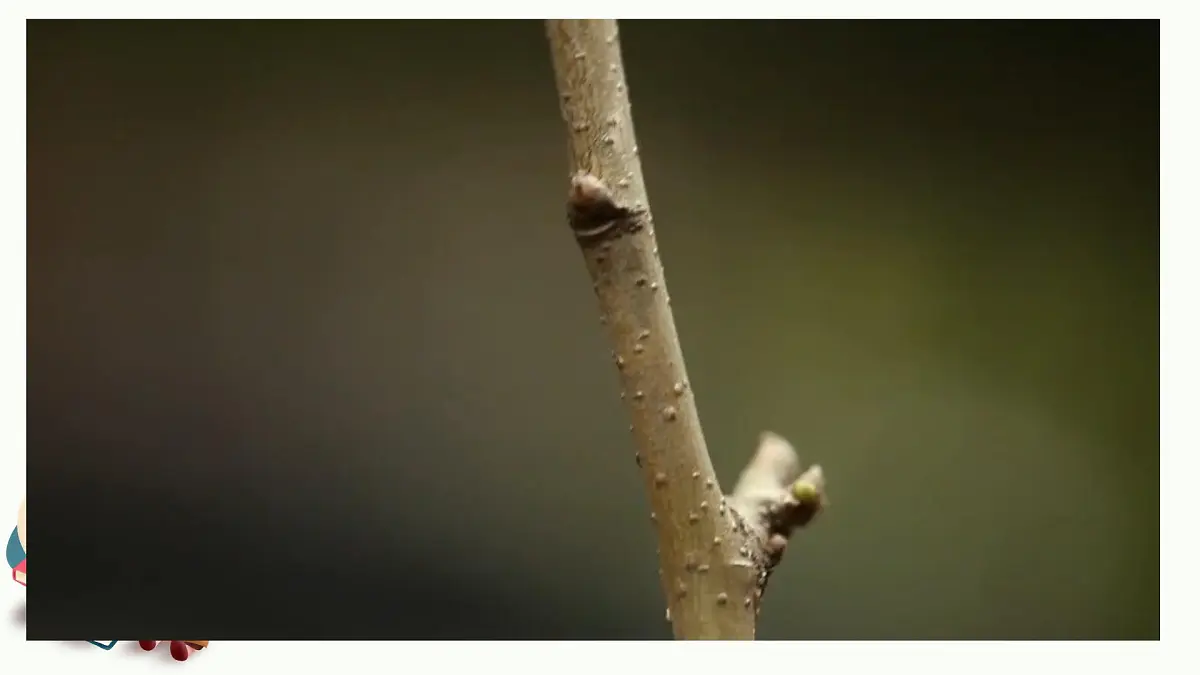 【课件】四上第三单元习作《观察日记》第4页