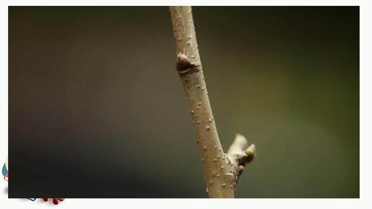 【课件】四上第三单元习作《观察日记》第4页