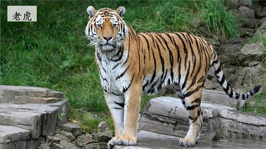 3 拍手歌【教案匹配版】第2页