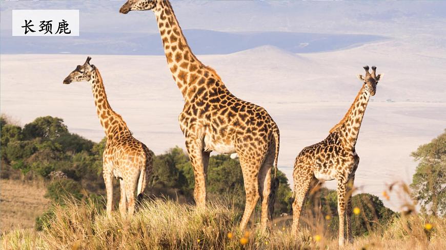 3 拍手歌【教案匹配版】第3页