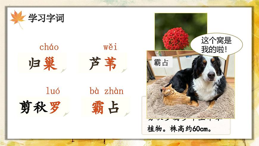 3.现代诗二首第8页