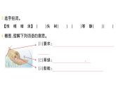 小學(xué)語文新部編版三年級(jí)上冊(cè)第五單元14 搭船的鳥作業(yè)課件（含答案）（2025秋）
