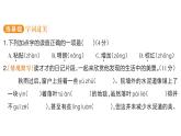 小學(xué)語(yǔ)文新部編版三年級(jí)上冊(cè)第二單元5 鋪滿金色巴掌的水泥道課后服務(wù)作業(yè)課件（含答案）（2025秋）