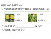 小學(xué)語文新部編版三年級(jí)上冊(cè)第五單元15 金色的草地  課后服務(wù)作業(yè)課件（含答案）（2025秋）