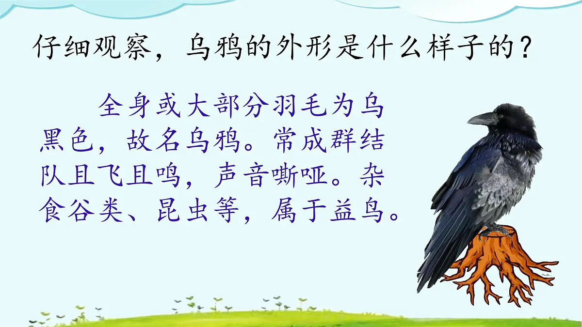 小学 语文 统编版（2024） 一年级上册（2024） 第八单元 阅读9 乌鸦喝水 课件第3页