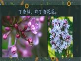 25秋人教统编版小学语文六年级上册第一单元2 丁香结课件