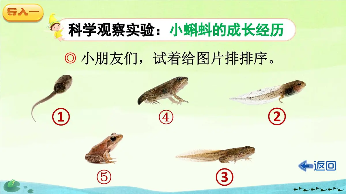 部编版小学语文二年级上册 第一单元 1 小蝌蚪找妈妈 课件+教案+说课稿+教学反思 第3页