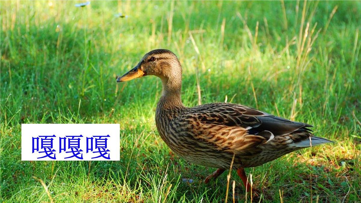 10 小狗学叫【交互版】第4页