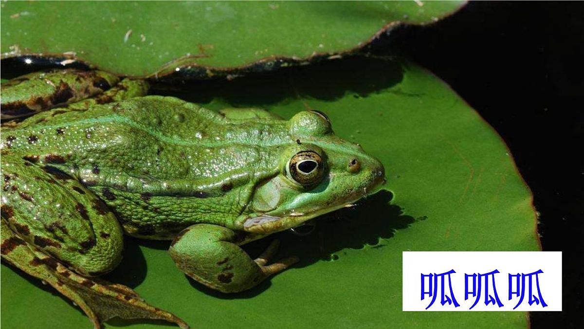 10 小狗学叫【交互版】第5页