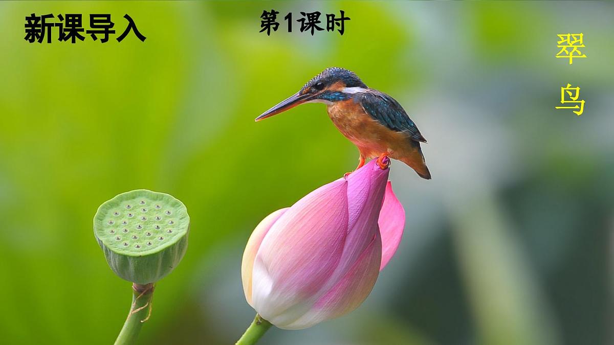 14 搭船的鸟第3页