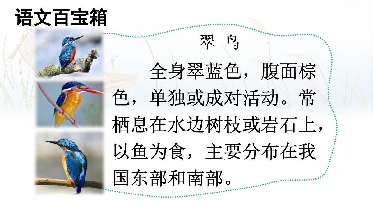 14 搭船的鸟第4页