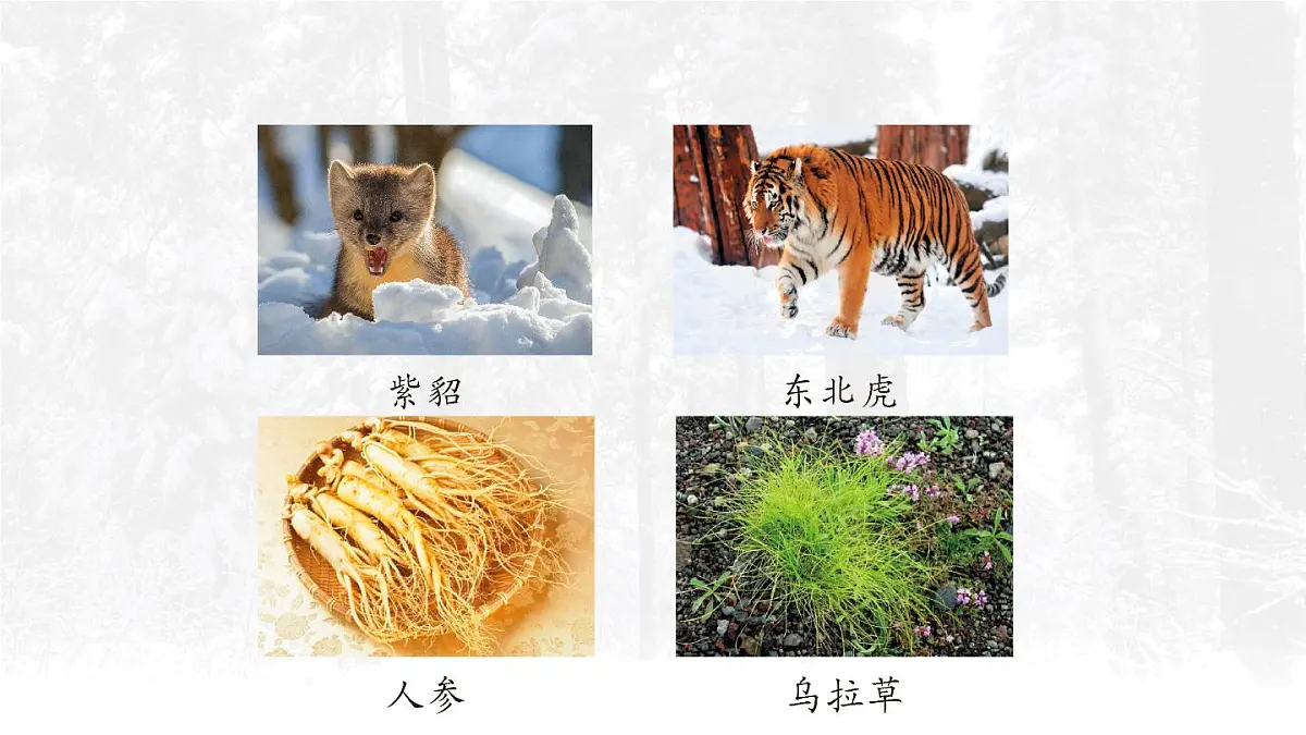 18 美丽的小兴安岭【交互版】第3页