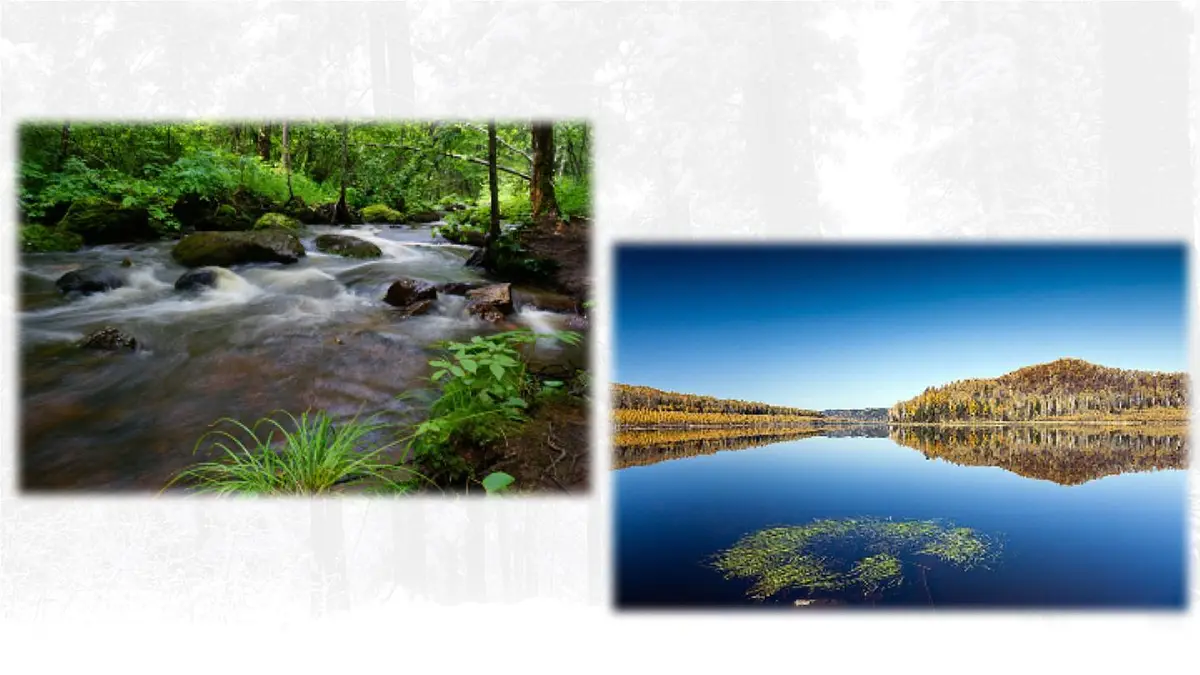 18 美丽的小兴安岭【交互版】第4页